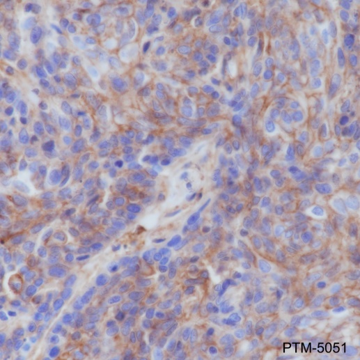 Anti-CD44 Rabbit mAb