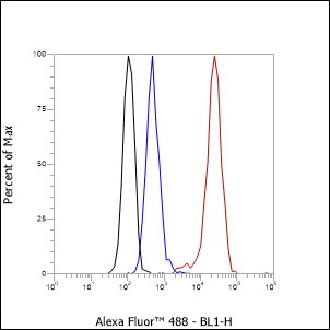 Anti-ARPC5 / p16 ARC Rabbit mAb