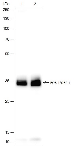 Anti-BOB-1/OBF-1 Rabbit mAb