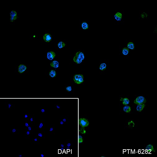 Anti-BOB-1/OBF-1 Rabbit mAb