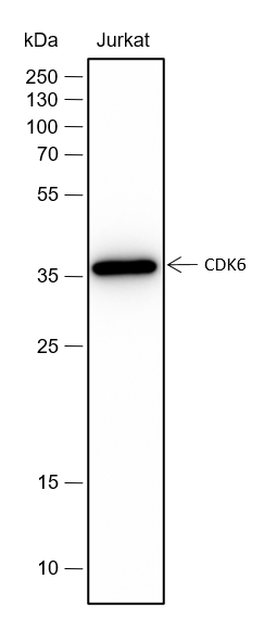 Anti-CDK6 Rabbit mAb