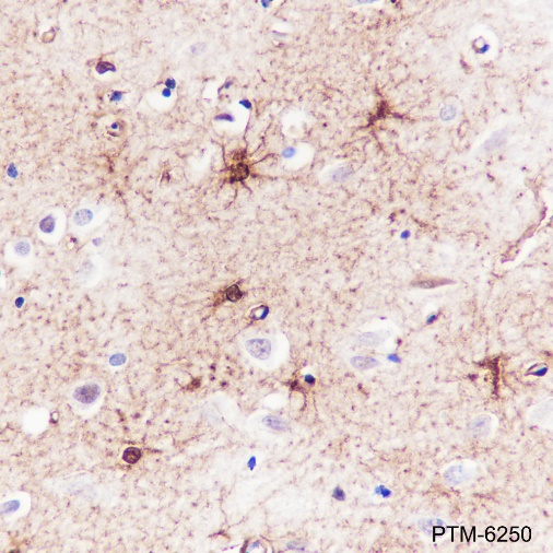 Anti-S100A1 Rabbit mAb