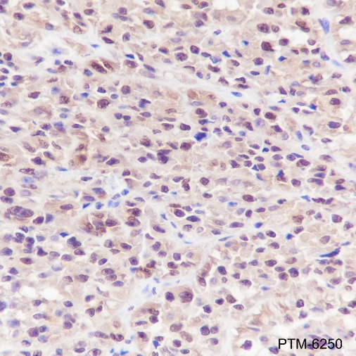Anti-S100A1 Rabbit mAb