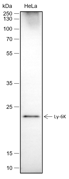 Anti-Ly-6K Rabbit mAb