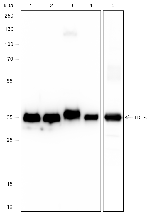 Anti-LDHC Rabbit mAb