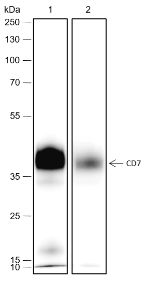 Anti-CD7 Rabbit mAb