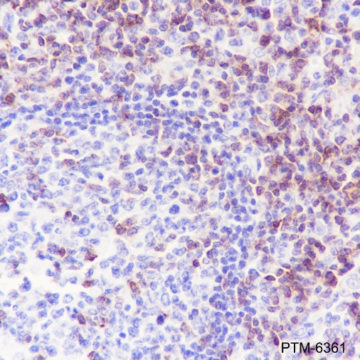 Anti-CD7 Rabbit mAb