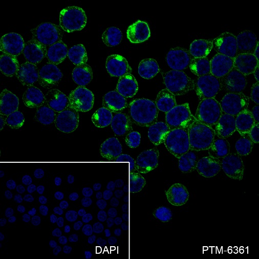 Anti-CD7 Rabbit mAb