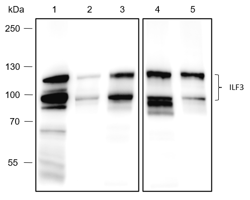 Anti-ILF3 Rabbit mAb