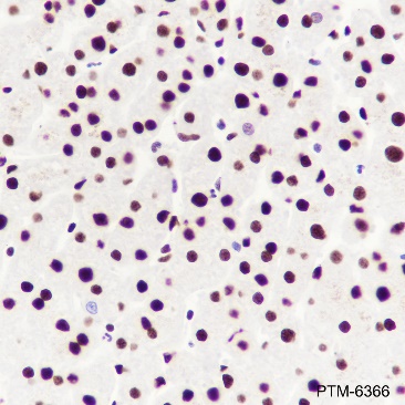 Anti-ILF3 Rabbit mAb