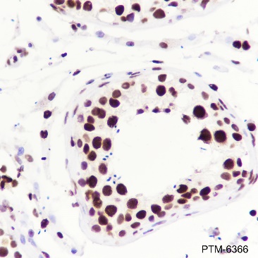 Anti-ILF3 Rabbit mAb