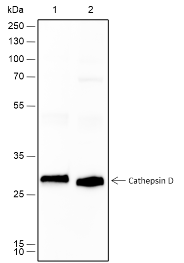 Anti-Cathepsin D Rabbit mAb