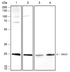 Anti-BAG2 Rabbit mAb
