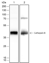 Anti-Cathepsin B Rabbit mAb