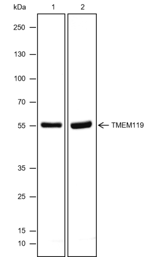Anti-TMEM119 Mouse mAb