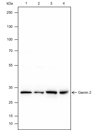 Anti-Gemin 2 Rabbit mAb