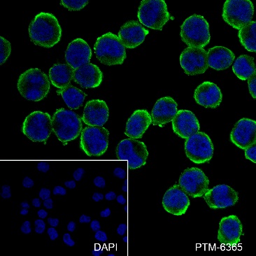 Anti-OLR1/LOX1 Rabbit mAb