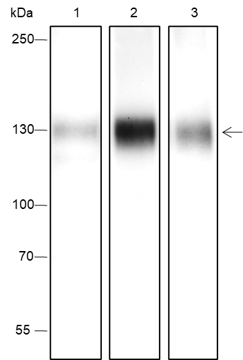 Anti-Phospho-TrkA (Tyr791) Rabbit mAb