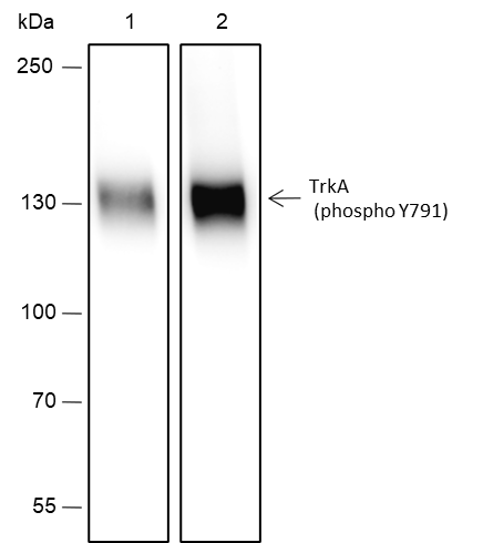 Anti-Phospho-TrkA (Tyr791) Rabbit mAb