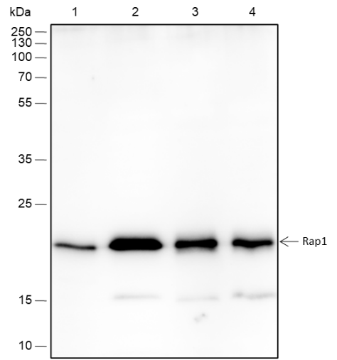 Anti-RAP1A + RAP1B Rabbit mAb