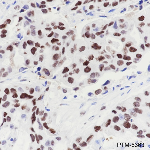Anti-MCM7 Rabbit mAb