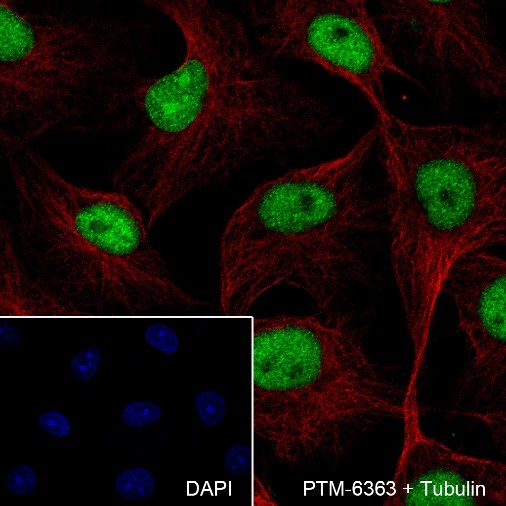 Anti-MCM7 Rabbit mAb