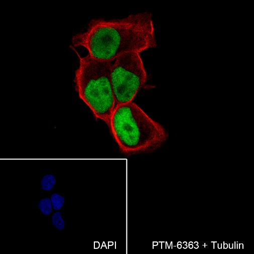 Anti-MCM7 Rabbit mAb