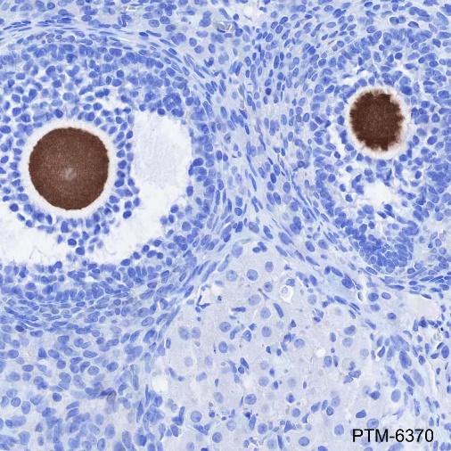 Anti-DDX4 Rabbit mAb