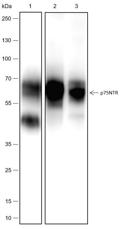 Anti-p75NTR Rabbit mAb