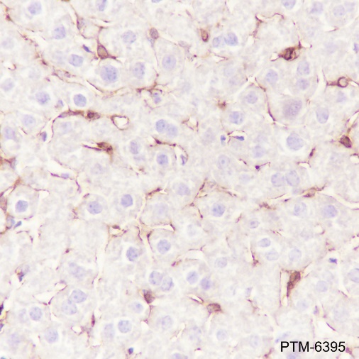 Anti-p75NTR Rabbit mAb