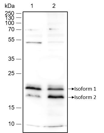 Anti-Caveolin-1 Rabbit mAb