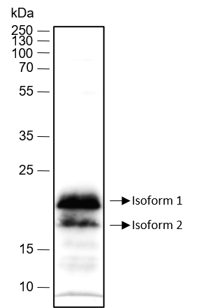 Anti-Caveolin-1 Rabbit mAb
