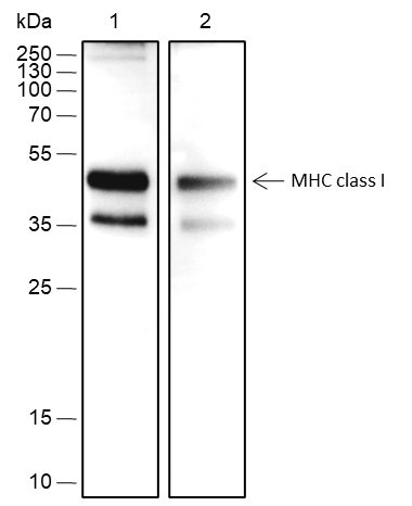 Anti-MHC Class I Rabbit mAb