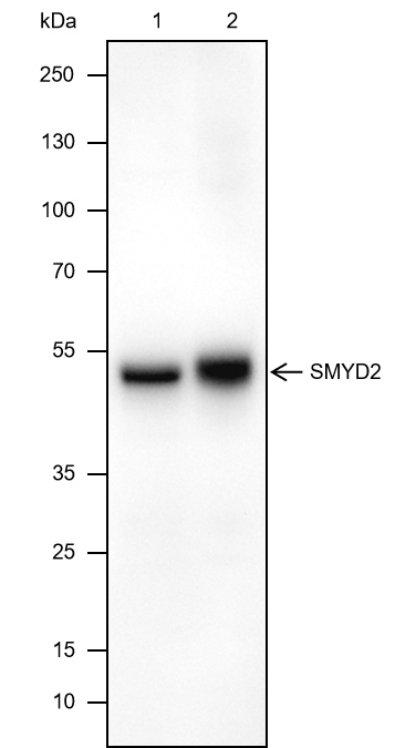 Anti-SMYD2 Mouse mAb