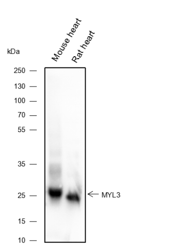 Anti-Myosin Light Chain 3 Mouse mAb