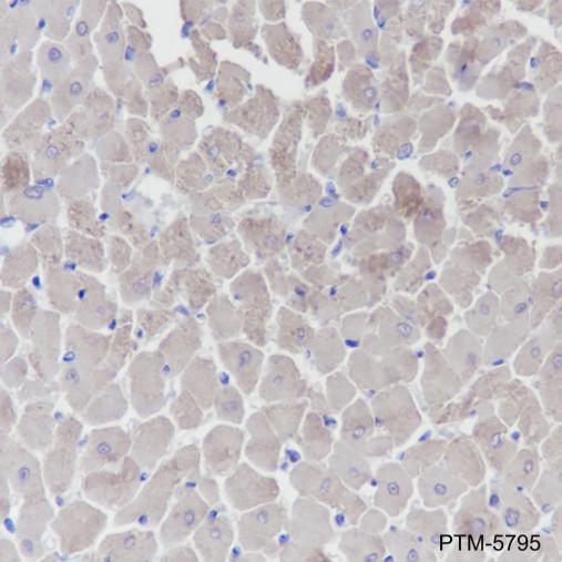 Anti-Myosin Light Chain 3 Mouse mAb