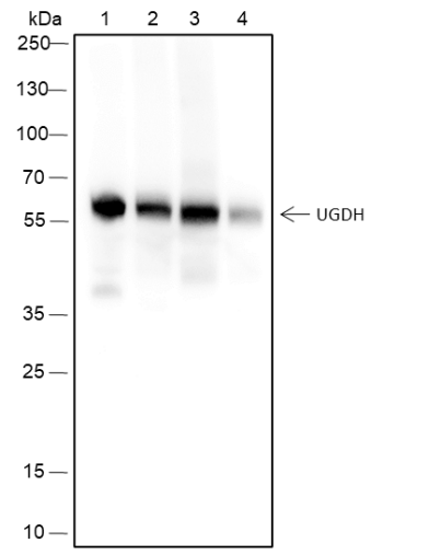 Anti-UGDH Mouse mAb