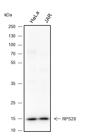 Anti-RPS20 Rabbit mAb