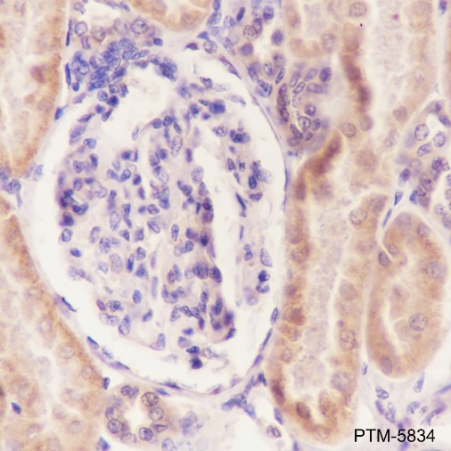 Anti-RPS20 Rabbit mAb