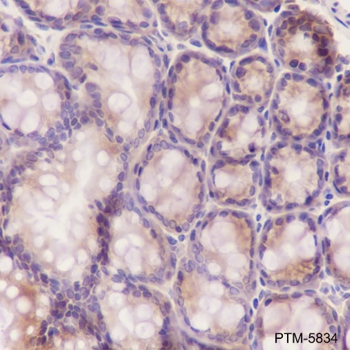 Anti-RPS20 Rabbit mAb