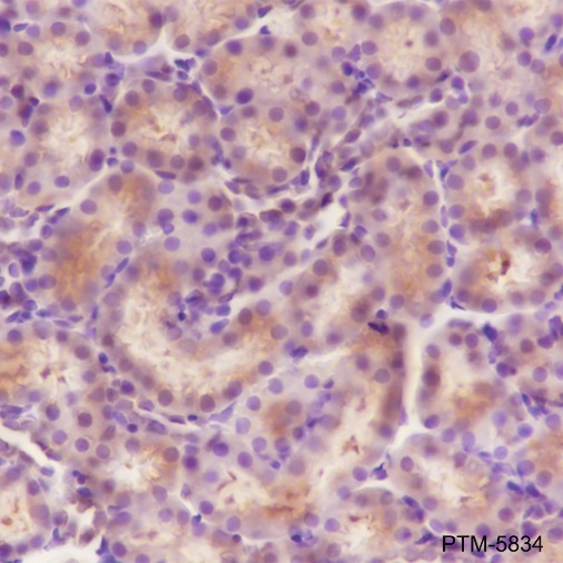 Anti-RPS20 Rabbit mAb