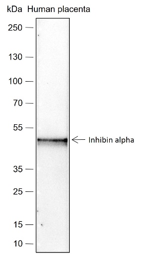 Anti-Inhibin alpha Rabbit mAb