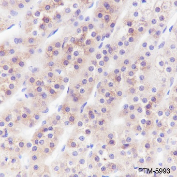 Anti-Inhibin alpha Rabbit mAb