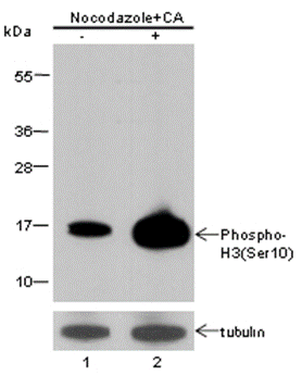 Anti-Phospho-Histone H3 (Ser10) Rabbit pAb