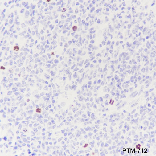 Anti-Phospho-Histone H3 (Ser10) Rabbit pAb