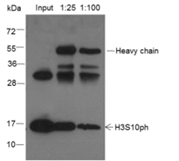 Anti-Phospho-Histone H3 (Ser10) Rabbit pAb