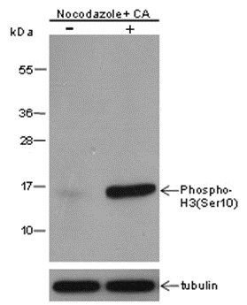 Anti-Phospho-Histone H3 (Ser10) Mouse mAb