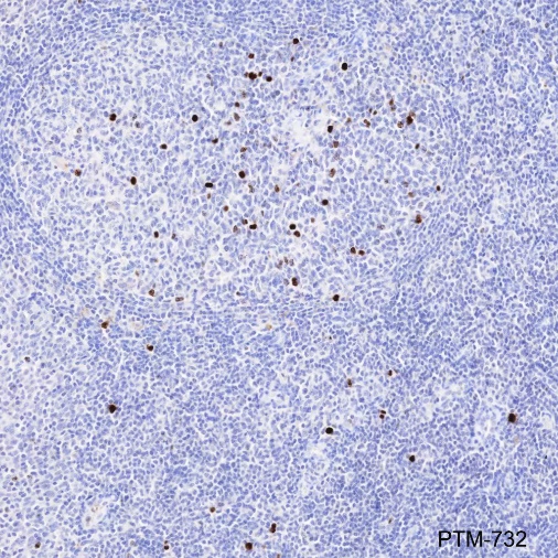 Anti-Phospho-Histone H3 (Ser10) Mouse mAb
