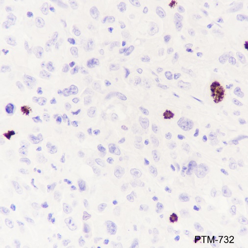 Anti-Phospho-Histone H3 (Ser10) Mouse mAb