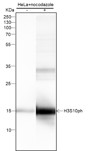 Anti-Phospho-Histone H3 (Ser10) Mouse mAb